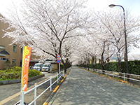 建物前の美しい桜の花